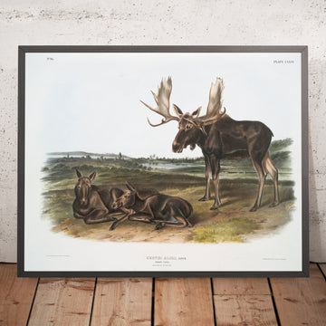 A framed image of 