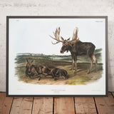 Moose (Alces alces) by John Woodhouse Audubon, 1845