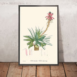 Aloe Glauca Miller by Pierre-Joseph Redouté, 1802