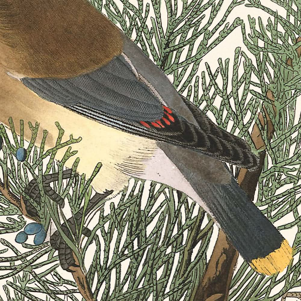 Cedar Bird by John James Audubon, 1827