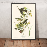 Piccolo fischiatore crestato verde di John James Audubon, 1827 