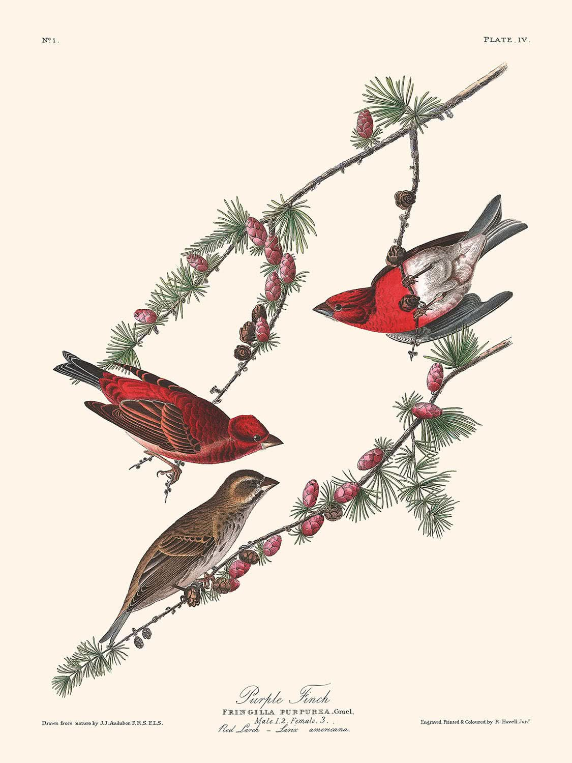 Purple Finch by John James Audubon 1827