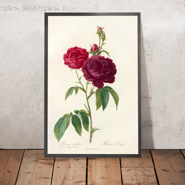 A framed image of Gallic Rose (Rosa gallica) by Pierre Joseph Redouté, 1817