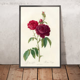 Gallic Rose (Rosa gallica) by Pierre Joseph Redouté, 1817