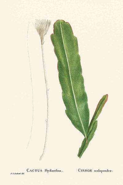 Cactus trepador de Pierre-Joseph Redouté, 1802