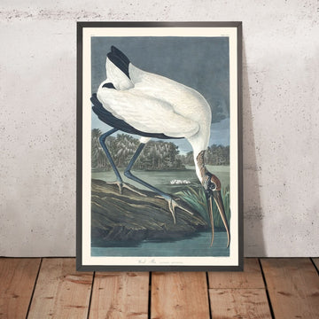 Ibis di legno di John James Audubon, 1827 
