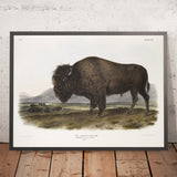 American Bison (Bison bison) by John Woodhouse Audubon, 1845