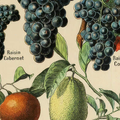 Fruits by Adolphe Millot 1890