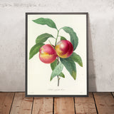 Smooth-Skinned Peaches (Plate 65) by Pierre Joseph Redouté, 1827