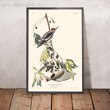 Picchio dal ventre giallo di John James Audubon, 1827 
