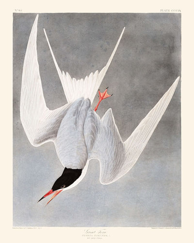 Charrán común, de John James Audubon, 1827