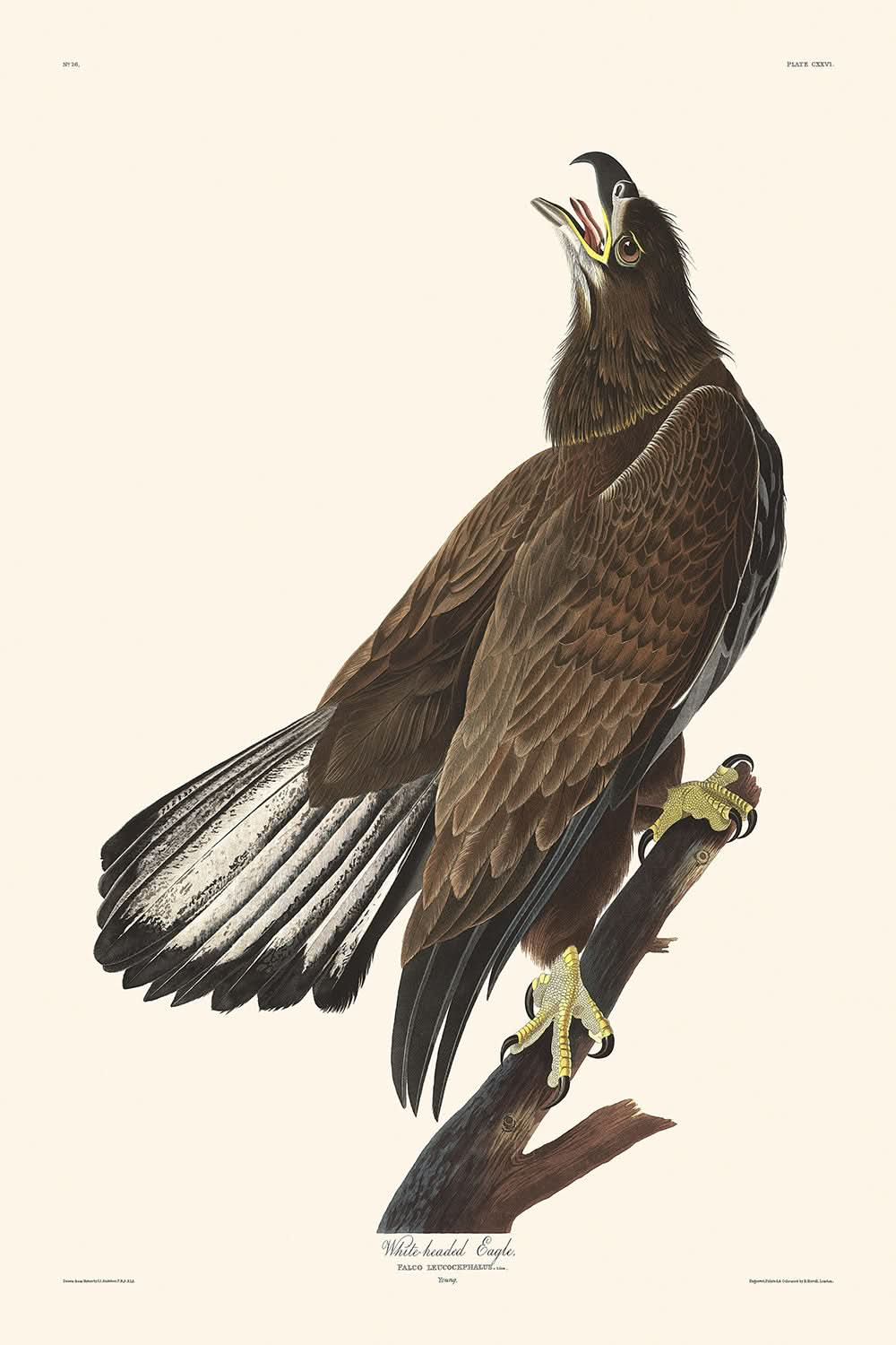 White-headed Eagle by John James Audubon, 1827