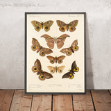 Moths (Lepidoptera-Heterocera, Plate 016) by Frederick DuCane Godman, 1879