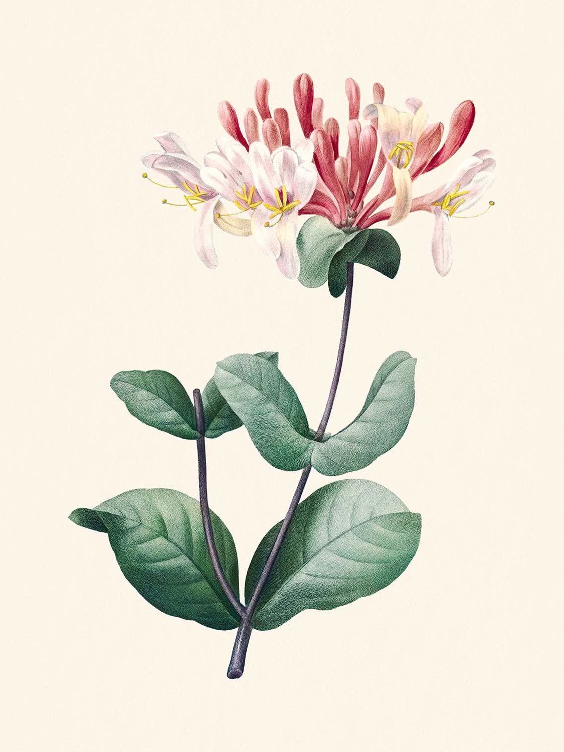 Honeysuckle by Pierre-Joseph Redouté, 1802