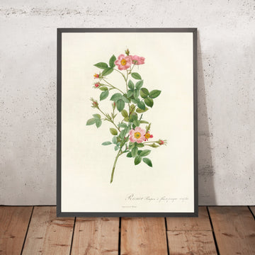 A framed image of Pompon Rose (Rosa pomponia flore subsimplici) by Pierre Joseph Redouté, 1817