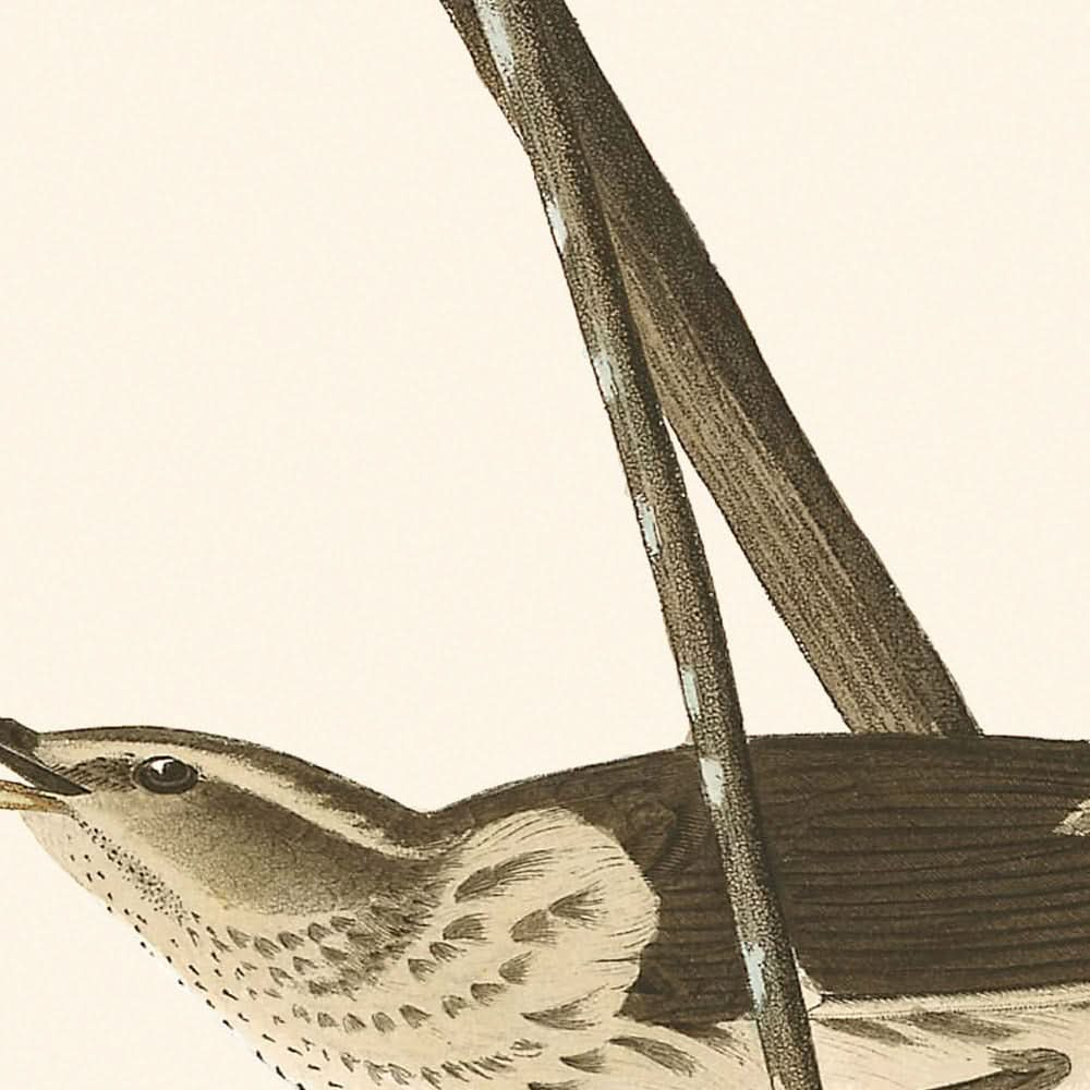 Zorzal de agua de Luisiana, por John James Audubon, 1827