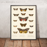 Moths (Heterocera, Plate 36) by Frederick DuCane Godman, 1879