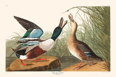 Shoveller Duck by John James Audubon, 1827