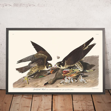 Buse à grands pieds par John James Audubon, 1827