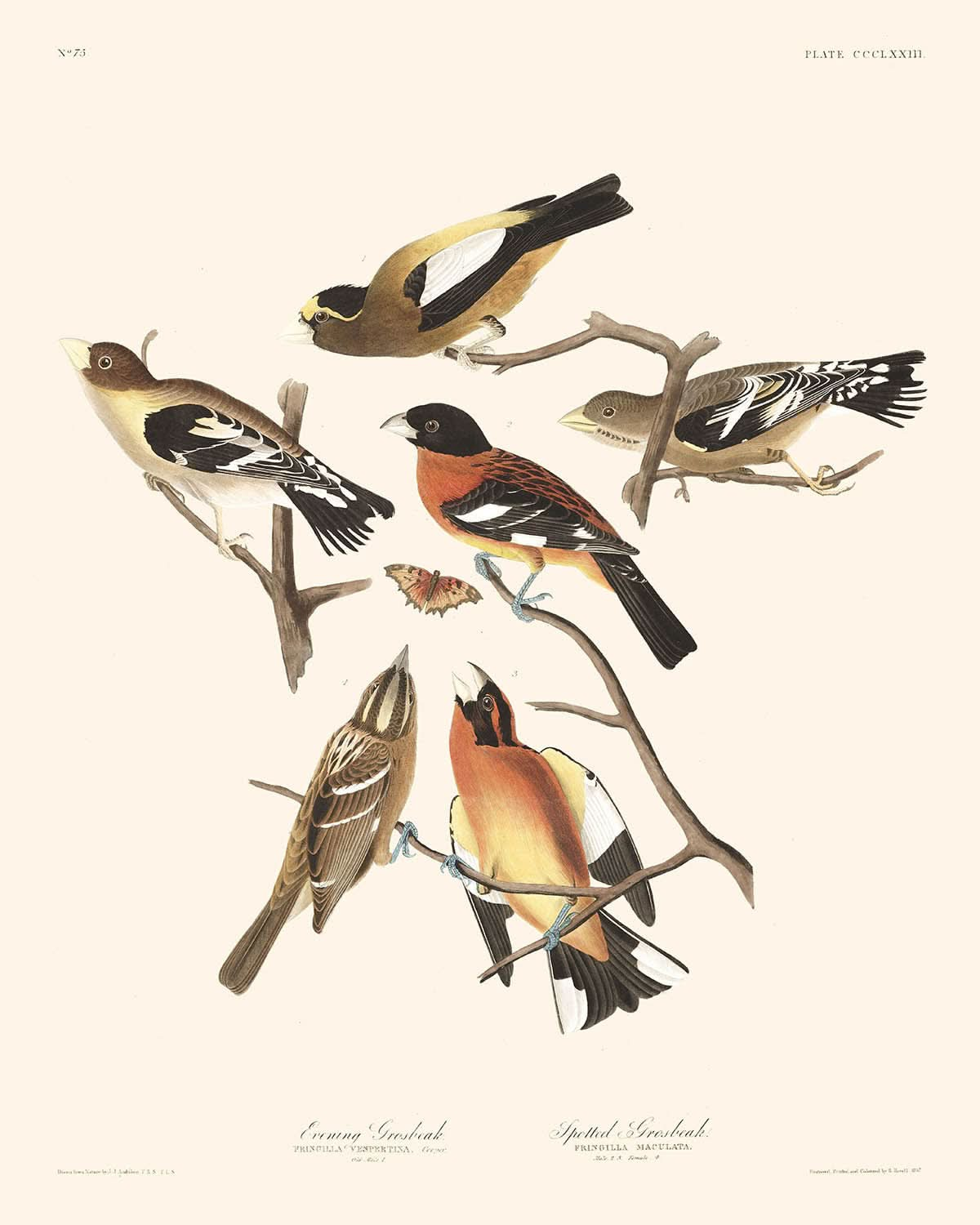 Evening Grosbeak and Spotted Grosbeak by John James Audubon, 1827