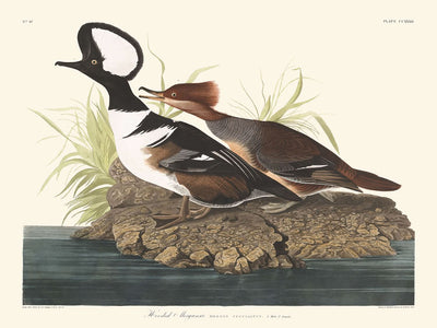 Merganser encapuchado, de John James Audubon, 1827