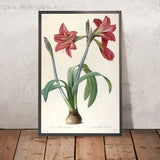 Brazilian Amaryllis (Amaryllis brasiliensis and Amaryllis brevis) by Pierre Joseph Redouté, 1759