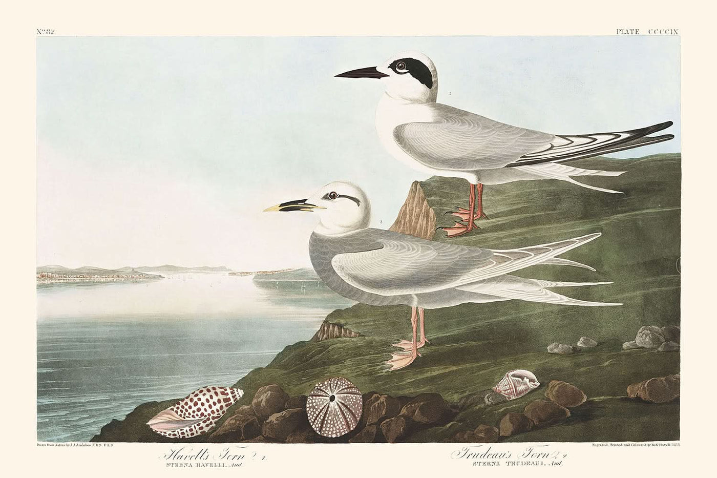 Sterne de Havell et Sterne de Trudeau par John James Audubon, 1827