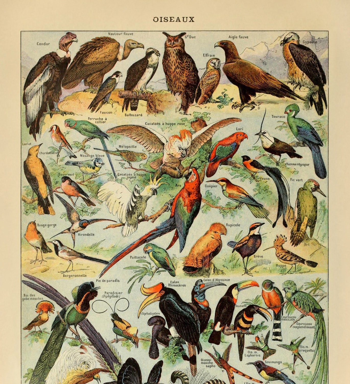 Birds (2) by Adolphe Millot 1890 - Parrots, Hawks, Tropical Birds