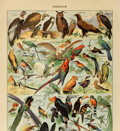 Birds (2) by Adolphe Millot 1890 - Parrots, Hawks, Tropical Birds