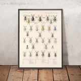 Beetles (Coleoptera, Plate 150) by Frederick DuCane Godman, 1879