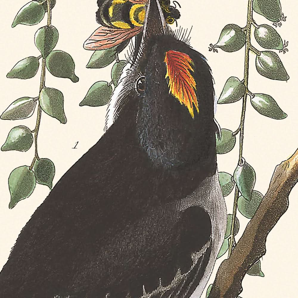 Le gobe-mouche tyran de John James Audubon, 1827