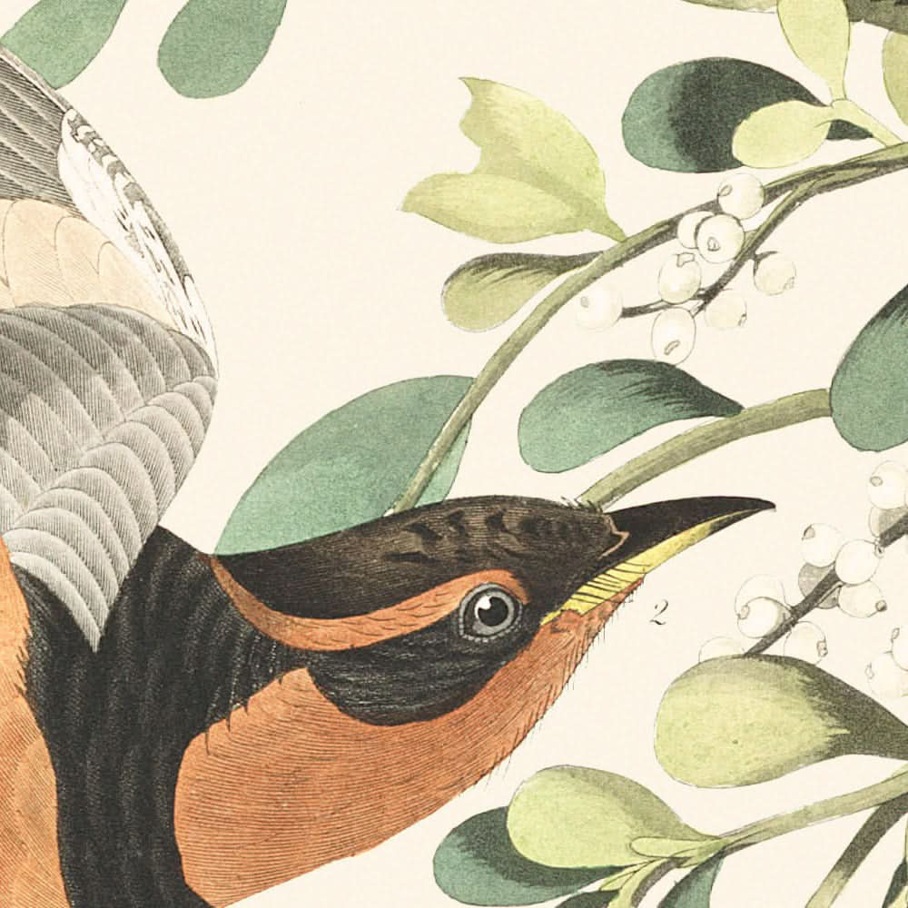 Bergmockingbird und variierter Drossel von John James Audubon, 1827 