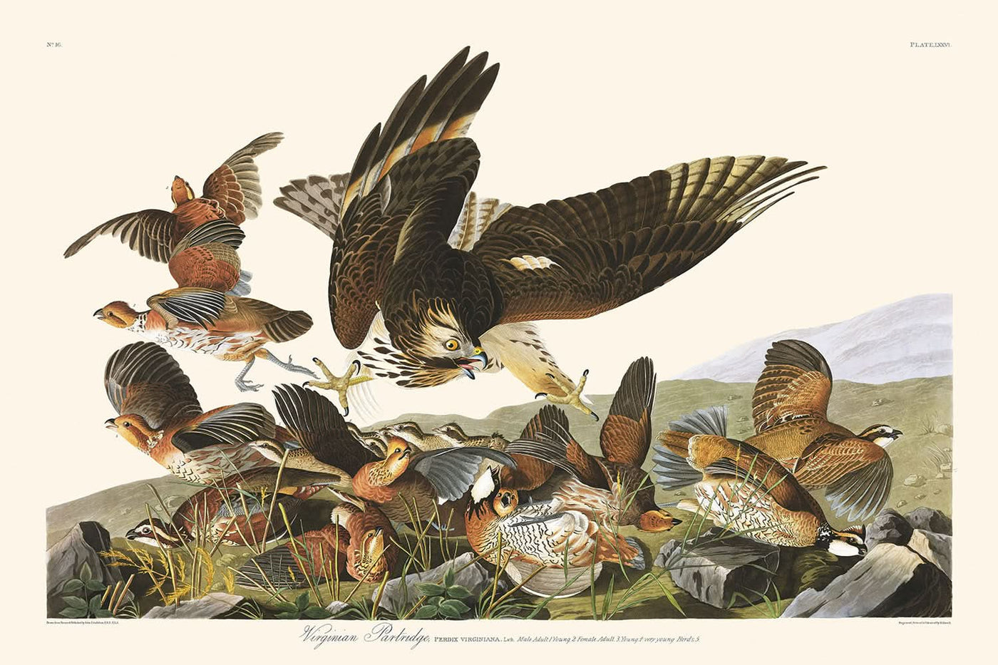 Perdiz de Virginia, de John James Audubon, 1827