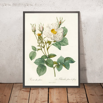 A framed image of White Rose (Rosa alba foliacea) by Pierre Joseph Redouté, 1817