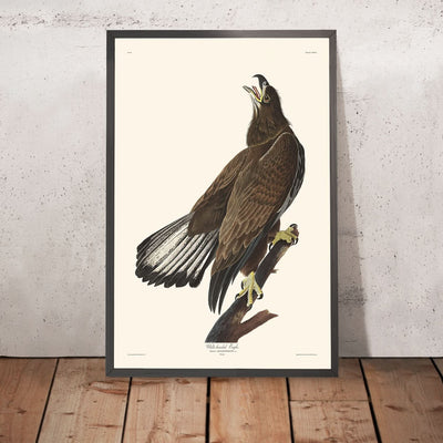 Weißkopfseeadler von John James Audubon, 1827 