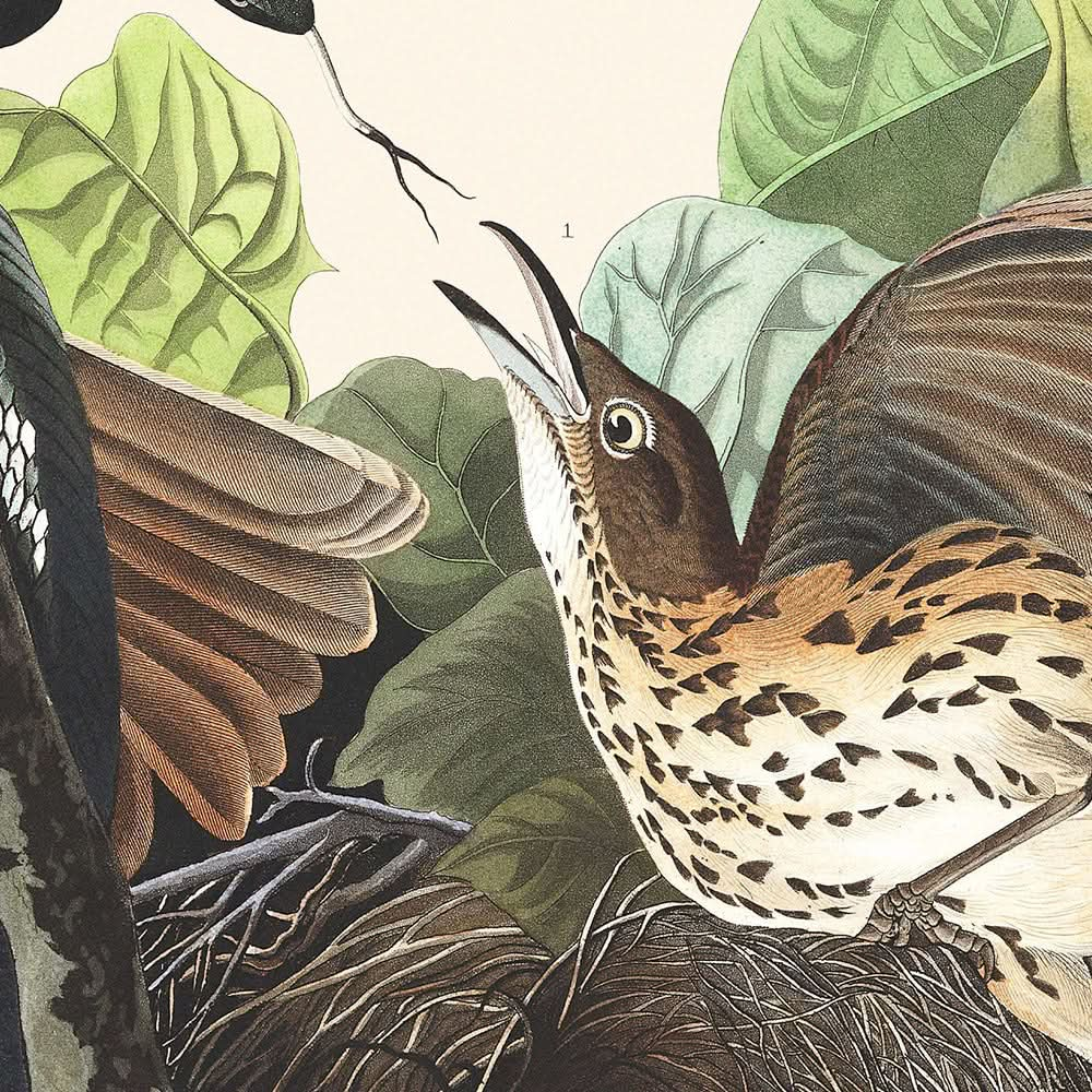 Grive rouilleuse par John James Audubon, 1827