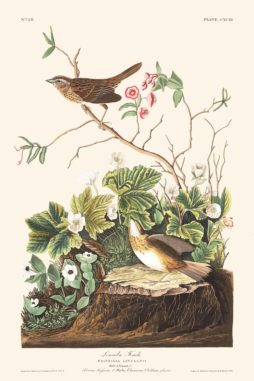 Lincoln Finch de John James Audubon, 1827