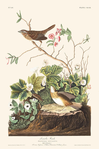 Lincoln Finch de John James Audubon, 1827