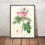 Rosa bifera Officinalis by Pierre Joseph Redouté, 1817