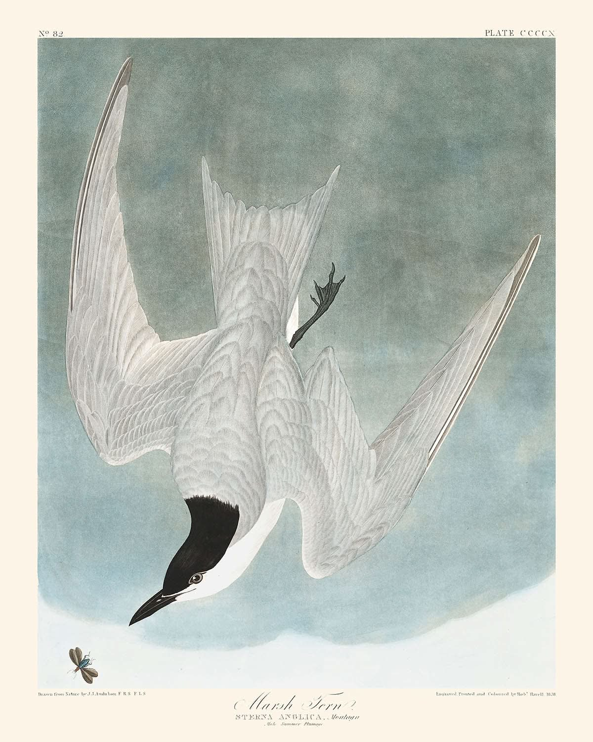 Sterne des marais par John James Audubon, 1827