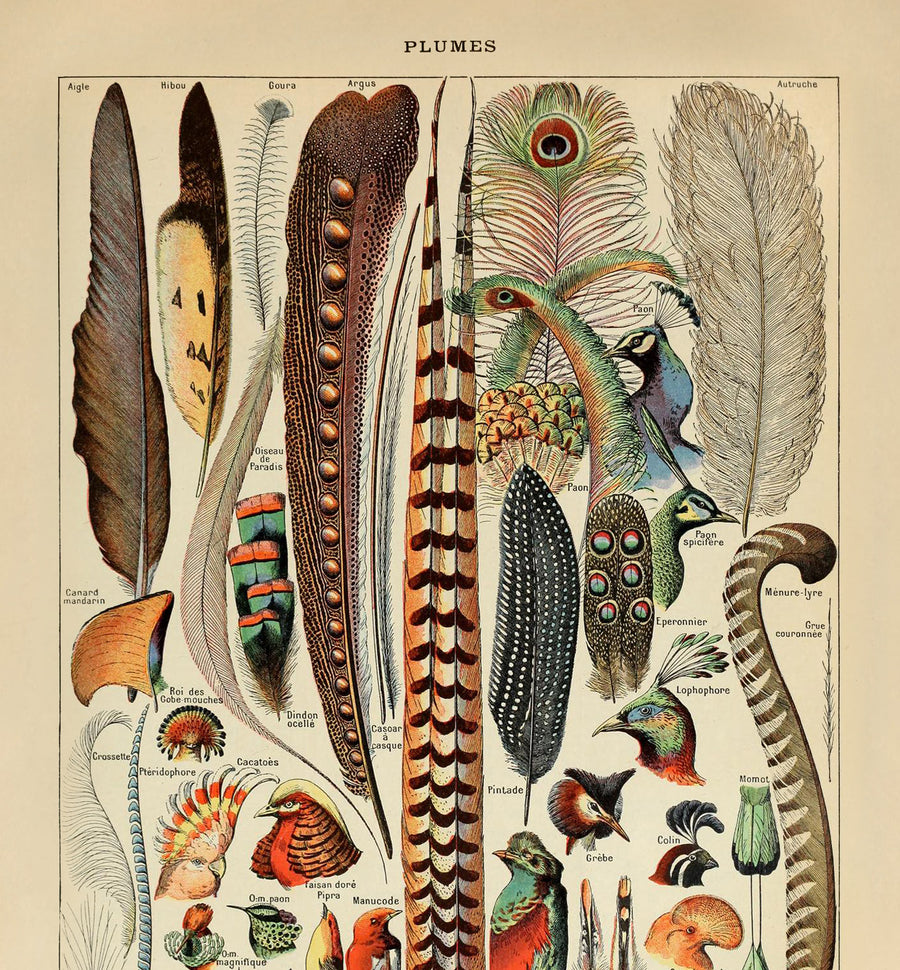 Piume di Adolphe Millot, 1890 