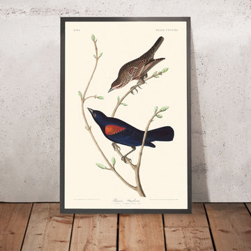 Prairie Starling von John James Audubon, 1827 