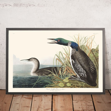 Plongeon imbriqué, ou plongeon huard, par John James Audubon, 1827