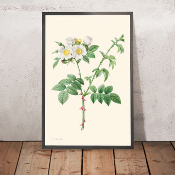 Brier Bush Rose ou Dog Rose par Pierre-Joseph Redouté, 1817
