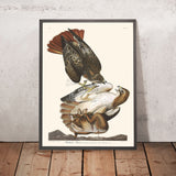 Rotschwanzbussard von John James Audubon 1827 