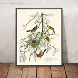 Orchard Oriole di John James Audubon, 1827 