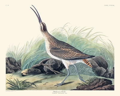 Courlis hudsonien par John James Audubon, 1827