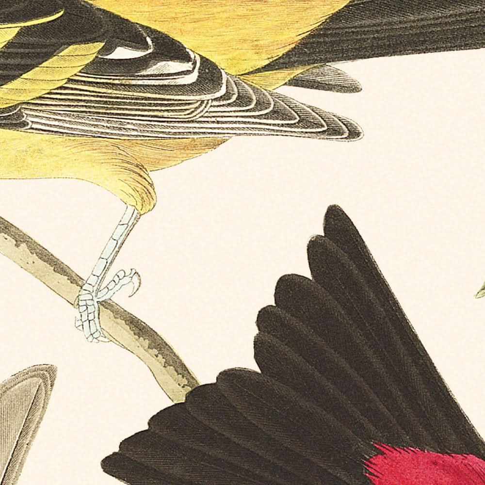 Louisiana-Tangare und Scharlachtangare von John James Audubon, 1827 