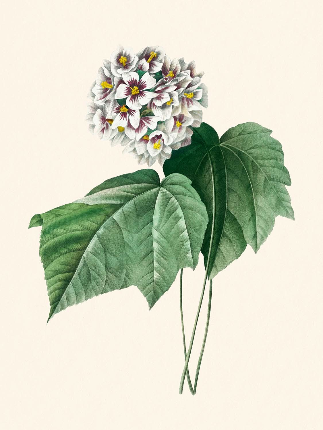 Dombeya Amélia par Pierre-Joseph Redouté, 1802