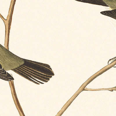 Moucherolle à petites têtes, Moucherolle à petites têtes, Paruline bleue des montagnes, Viréo de Bartram, Pioui à pattes courtes, Moucherolle des montagnes Rocheuses par John James Audubon, 1827